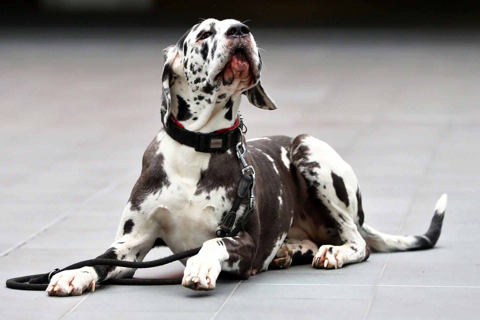 Eine Deutsche Dogge wird auf einer Rassehunde-Ausstellung gezeigt.