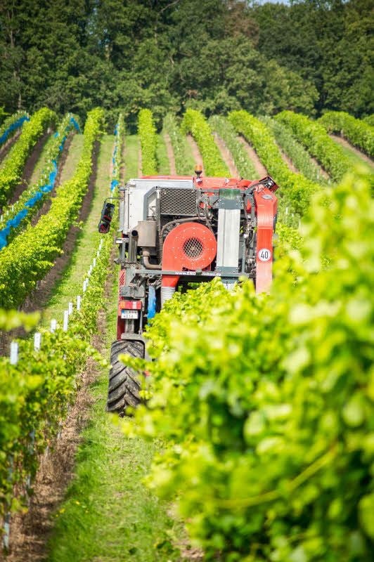 Die Erntemaschine rollt durch den Weinberg.