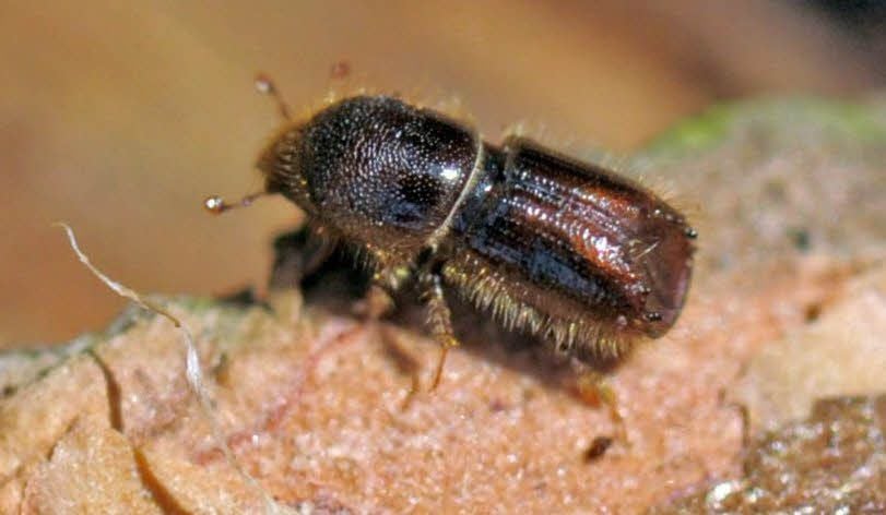 Ein Borkenkäfer kriecht an einer Fichte entlang. Die Larven dieses Schädlings graben Fraßgänge unter die Rinde der Bäume, die dann absterben.