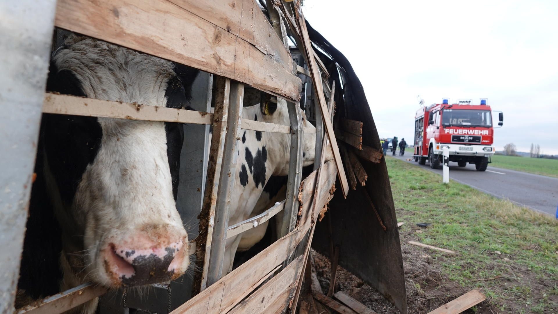 In der Altmark ist am Dienstagvormittag ein Tiertransporter umgekippt.