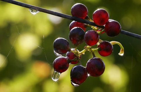 Die Anbaufläche in der Weinregion Saale-Unstrut soll um 19 Hektar erweitert werden.