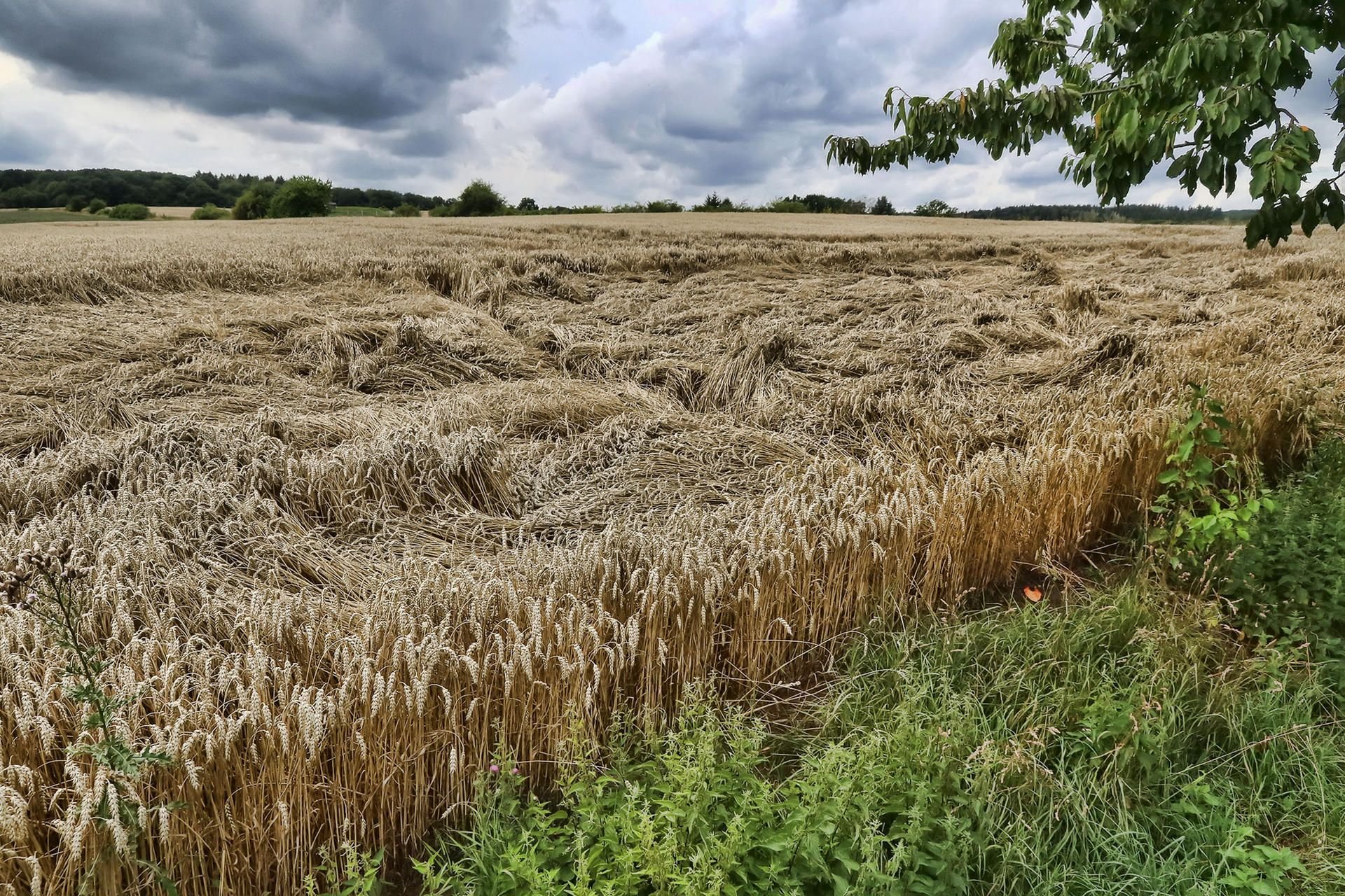 Die Feuchtigkeit drückt die Ähren an den Boden beziehungsweise ins Lager. Jetzt hilft nur die Sonne.