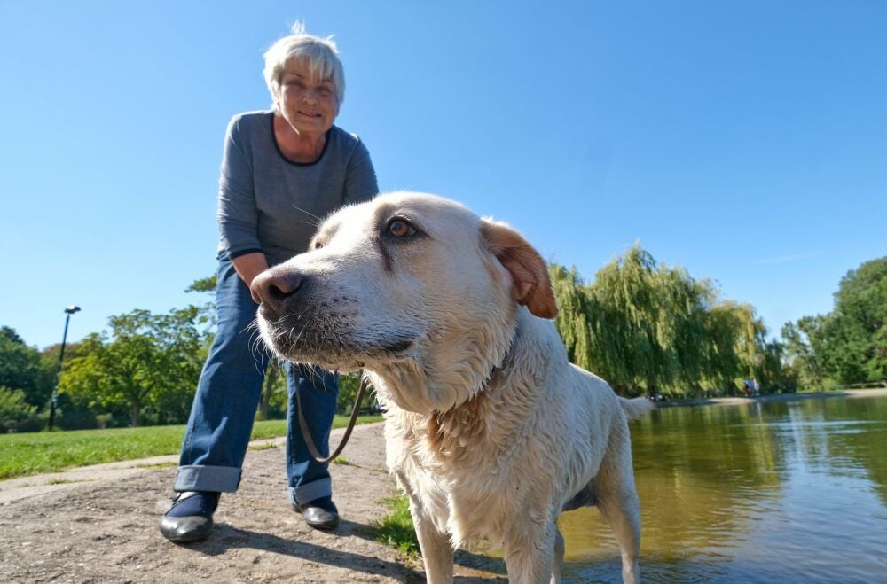Regelmäßiges Gassigehen ist für viele Hundehalter auch ohne Gesetz selbstverständlich, so wie für Ingeborg Fuhrmann und Labradordame Nora.