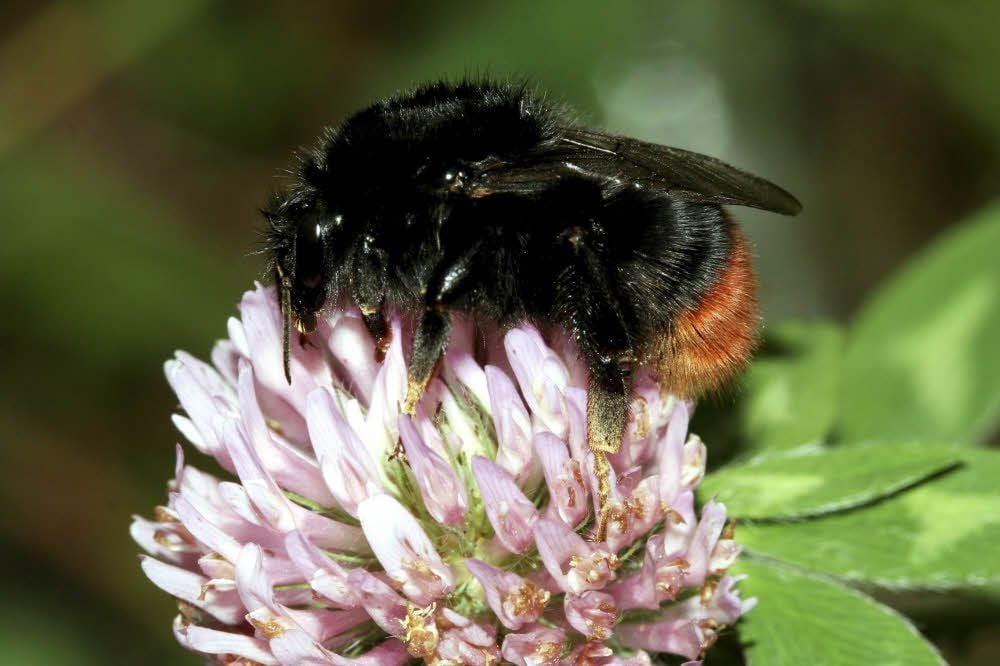 Die Steinhummel wurde Siegerin der ersten Zählung.