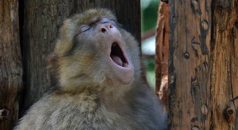 Symbolisch für das Sommerfest: Gähnende Leere und ein gähnender Berberaffe.