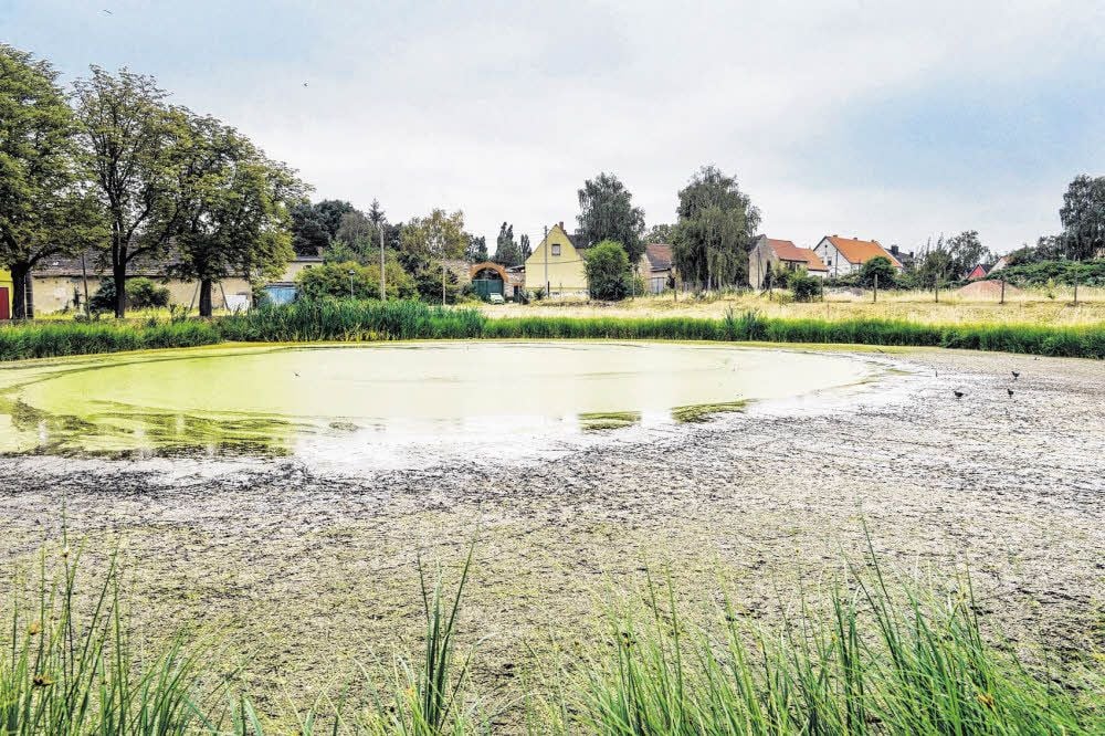 Dem Dorfteich in Dornbock fehlt Wasser. Ein Problem, das auch andere Orte kennen. Das Gewässer hier müsste dringend gereinigt werden.
