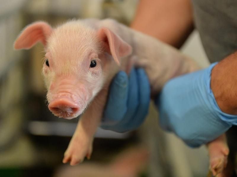 Der Straathof darf keine Schweine mehr halten oder betreuen. Foto: Carmen Jaspersen/Archiv