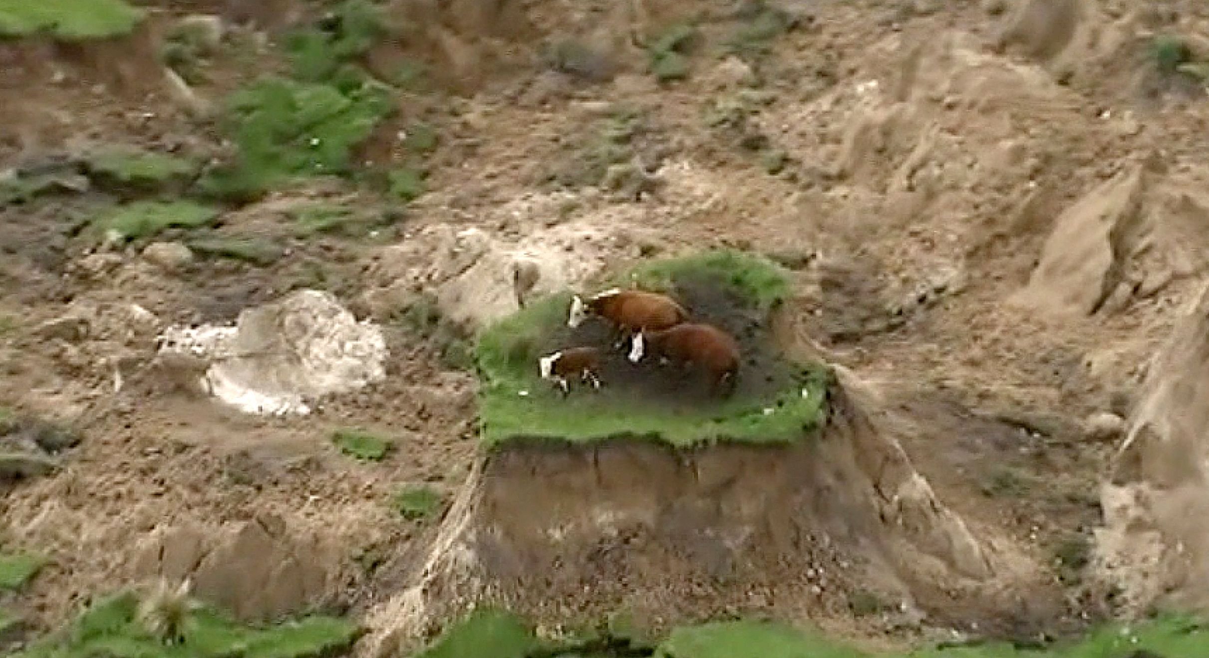 Eine Videoaufnahme zeigt drei Kühe in Neuseeland, die wie durch ein kleines Wunder unversehrt blieben.