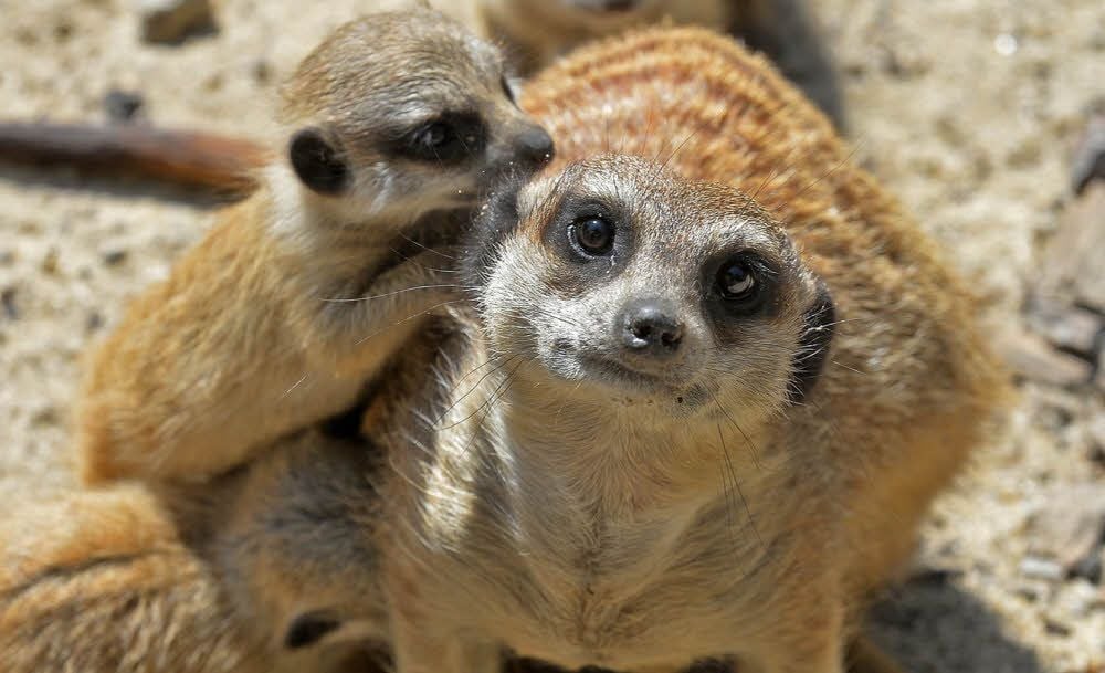 Das Alpha-Weibchen der Erdmännchen im Ascherslebener Zoo, das als einziges Tier Junge bekommen hat, ist tot.
