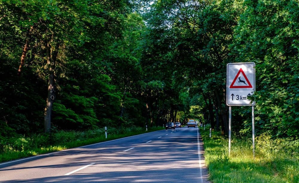 Schöne Alleen, die ein grünes Dach bilden, gibt es auch im Kreis Wittenberg: etwa an der B 100 bei Radis.