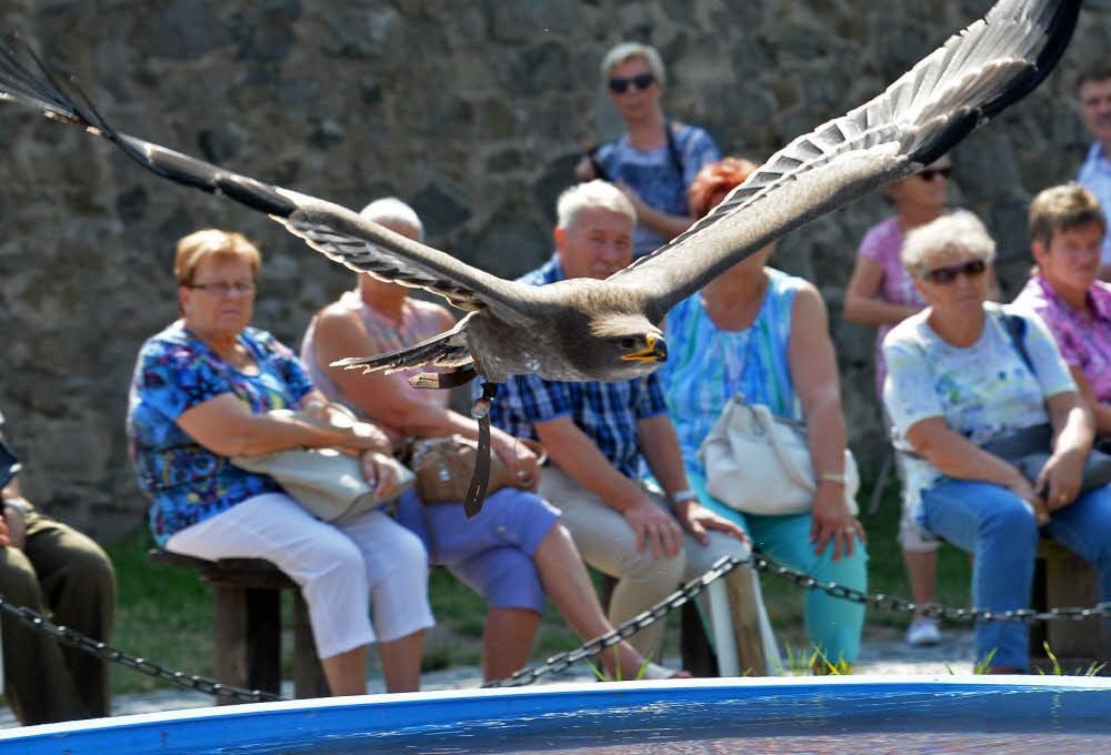 Das junge Steppenadler-Weibchen Xena fliegt über den Burghof.