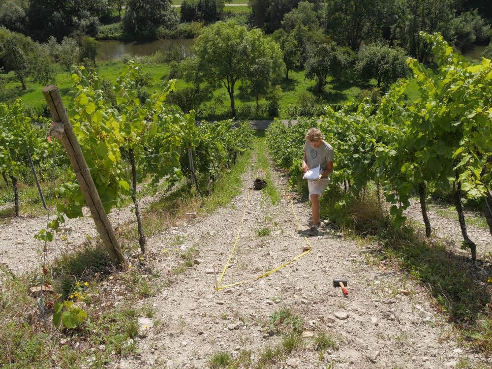 Jonas Geurden, Bachelorstudent im Bereich Naturschutz und Landschaftsplanung, erfasst am steilen Saalhäuser-Weinberg den gegenwärtigen Vegetationszustand. Dort sollen künftig robuste Schafrassen zur Beweidung der Weinberge eingesetzt werden. Sie werden abwechselnd auf der Streuobstwiese an der Saale und im Weinberg weiden.