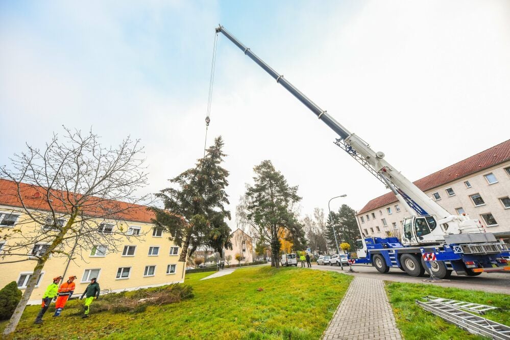 Mit einem Kran wird der zukünftige Querfurter Weihnachtsbaum über die Grünfläche zum Plattenanhänger eines Traktors gehoben.