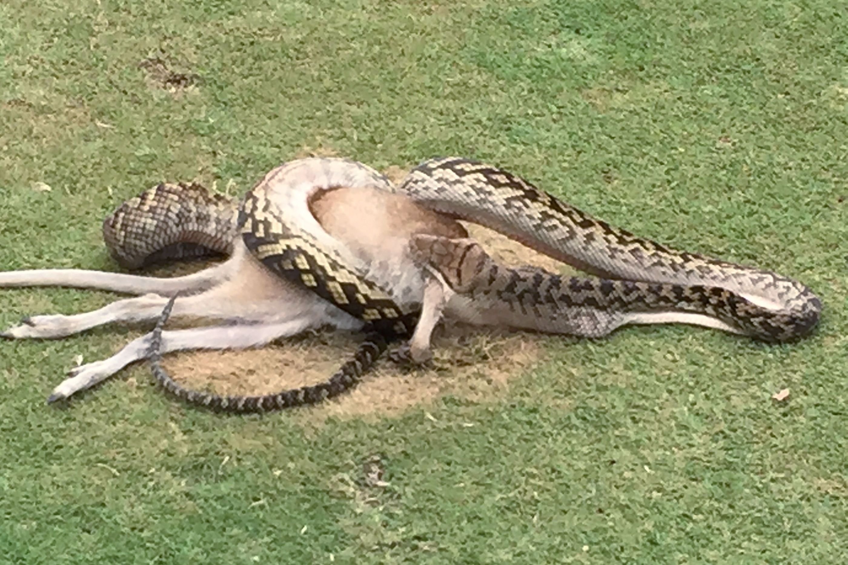 Diese Python hat ein Wallaby erlegt.