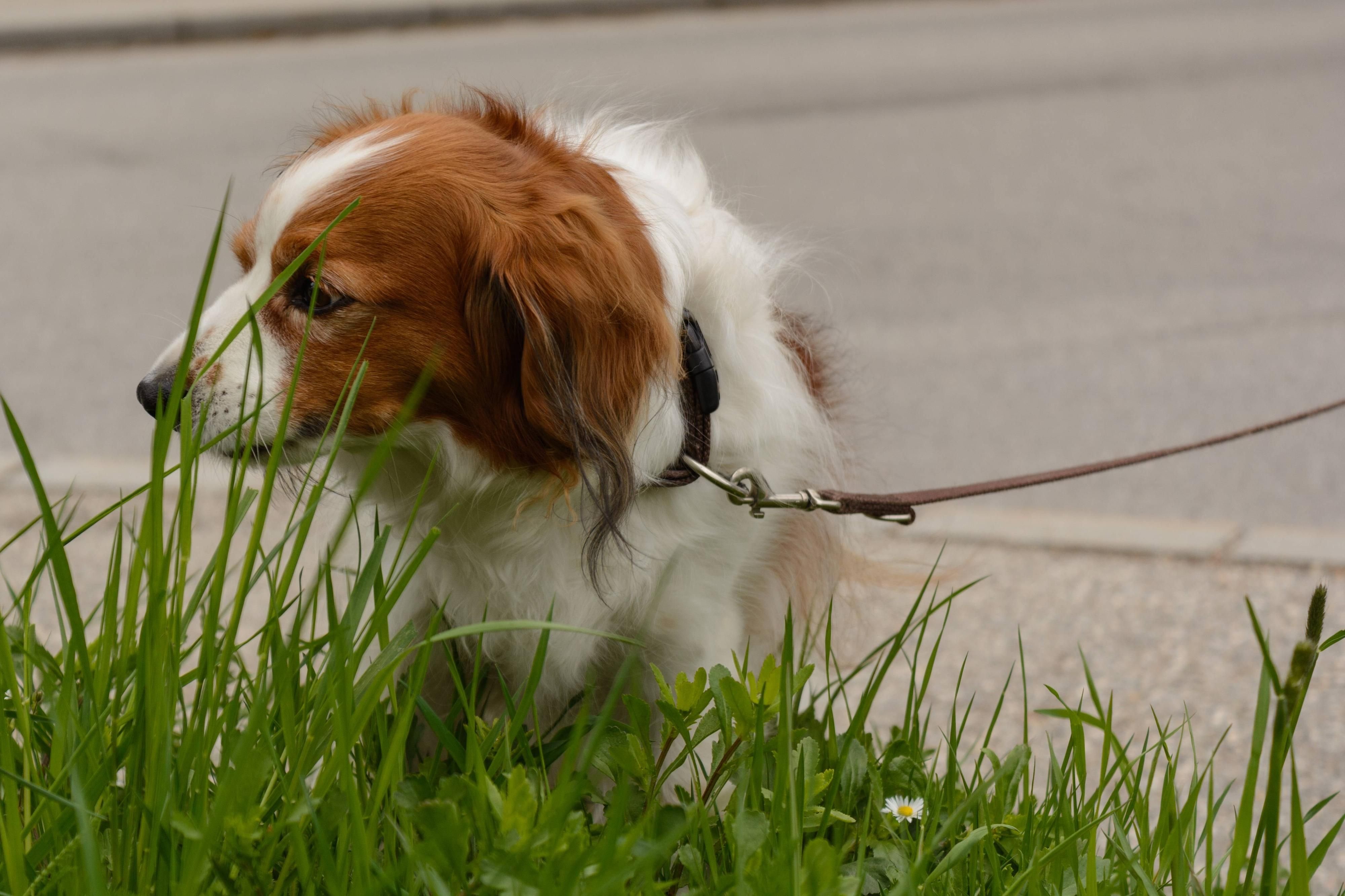 Ein Hund wird an der Leine ausgeführt.