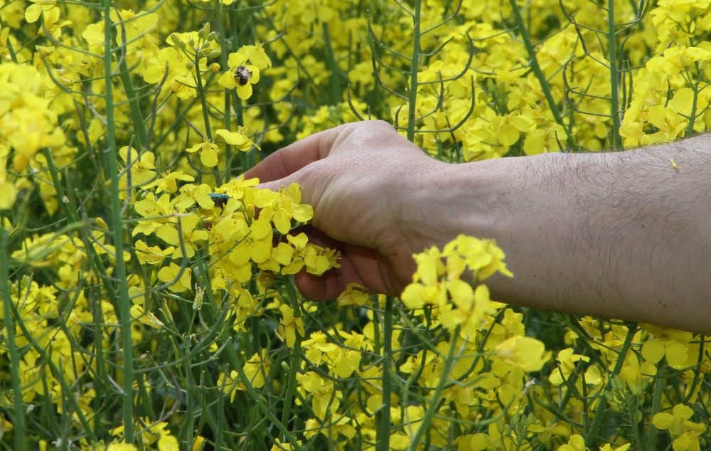 Der Raps steht in voller Blüte, auf 50 Hektar am Göttersitz auch ohne Behandlung mit Insektiziden. Ein Tummelplatz sondergleichen für die Bienen von Tobias Laub.
