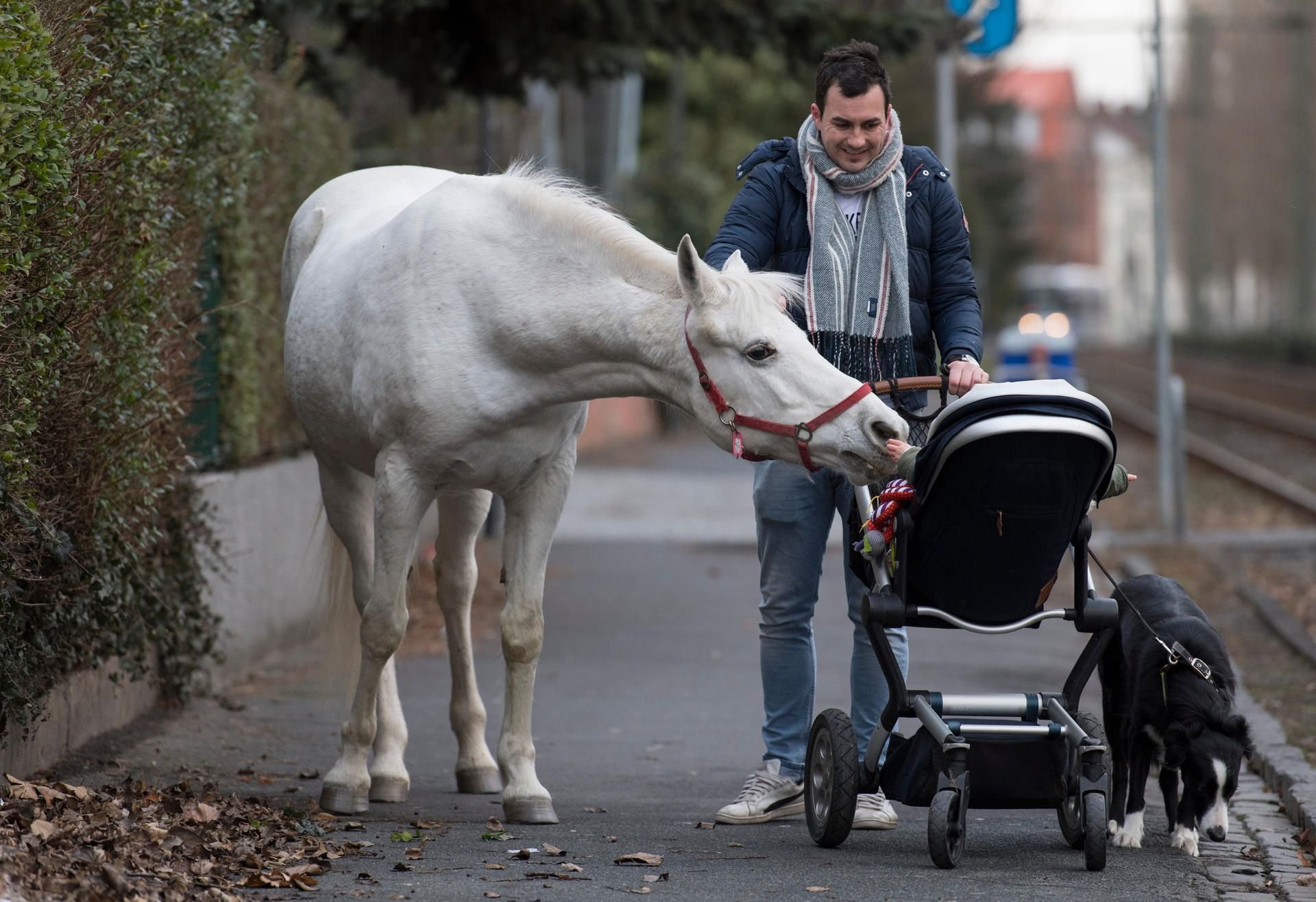 Neugierig beschnuppert die Araberstute "Jenny" auf ihrem täglichen Spaziergang durch den Frankfurter Stadtteil Fechenheim das Kind eines Anwohners, der gerade auf dem Weg zur Bahn ist.