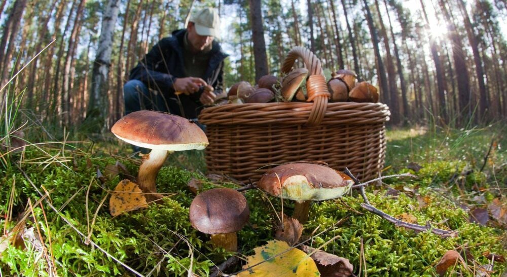 Hochsaison für Pilzsucher in den Wäldern