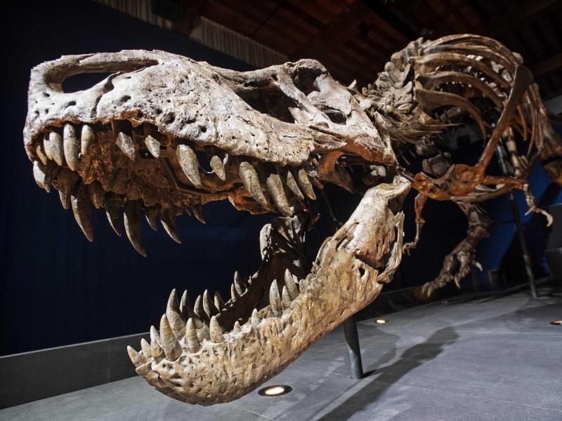 Ein original Tyrannosaurus Rex ist im Naturkunde-Museum Naturalis zu bestaunen. Foto: Marten Van Dijl
