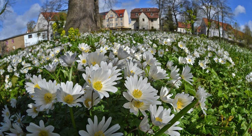 Die Natur erwacht auch in den Parks und Gärten. Wobei die Menschen mit kundiger Hand an vielen Stellen Hilfe leisten.