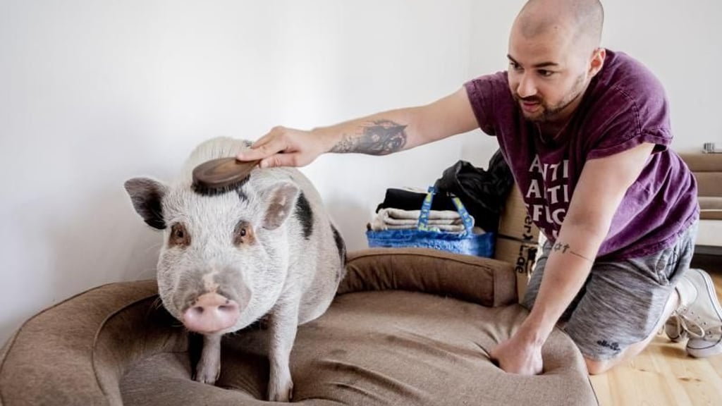 Berliner Hausschwein zieht aufs Land
