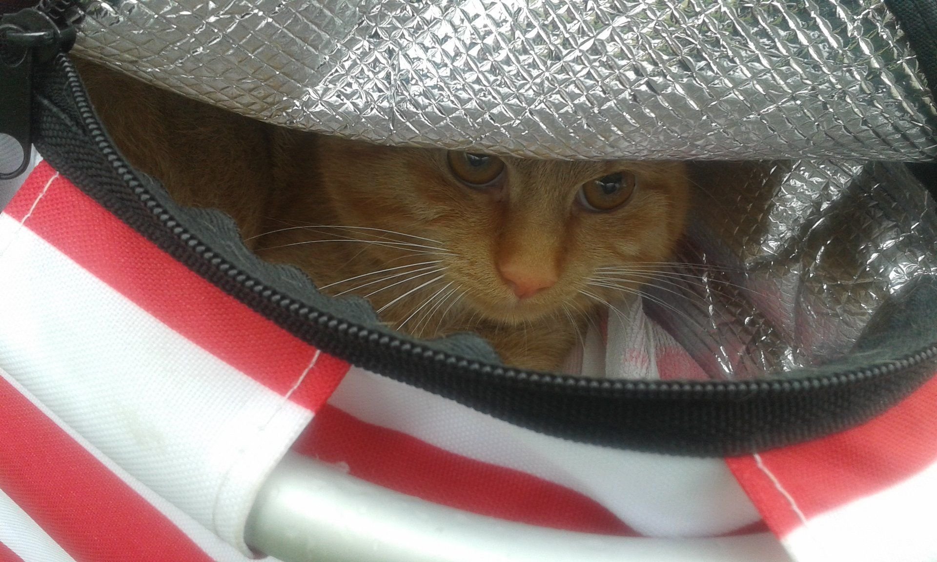Die Katze war in einer rot-weißen Picknick-Kühltasche eingesperrt.