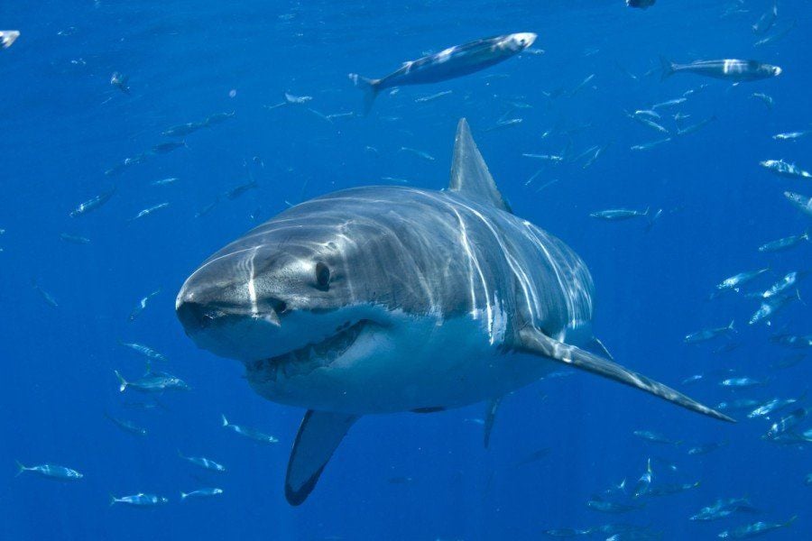 Ein weißer Hai (Symbolbild)
