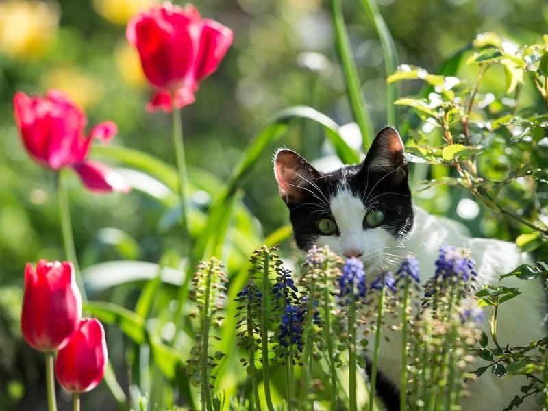 Ob im Garten oder der Wohnung, Katzenbesitzer sollten acht geben beim Pflanzenkauf. Der Blütenstaub von Tulpen ist beispielsweise für Katzen giftig und macht krank. Foto: Federico Gambarini/dpa