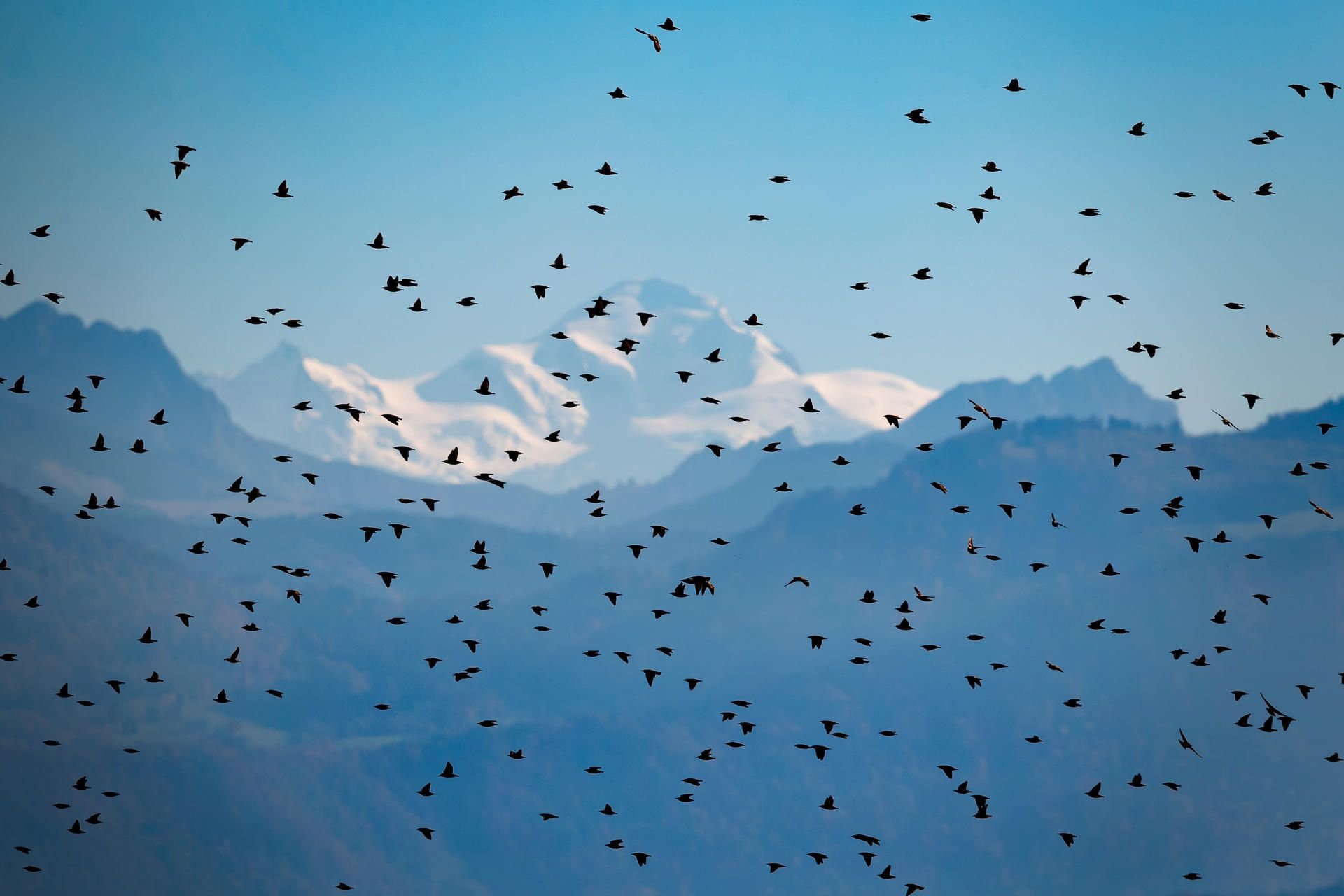 Der Mont Blanc ist in diesem Jahr besonders stark besucht.