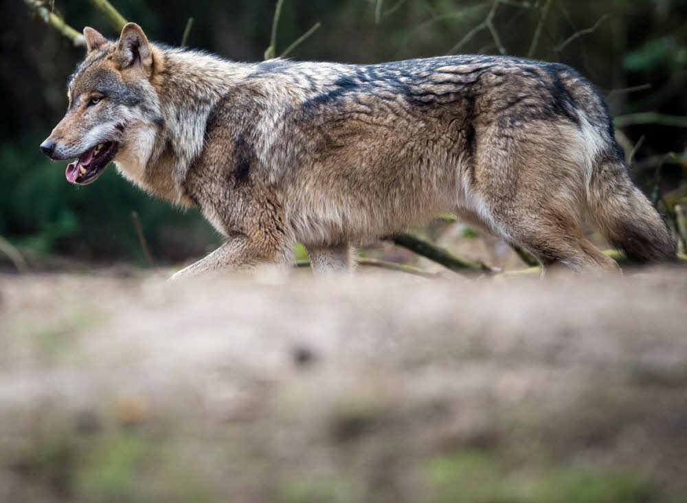 Ein Wolf in seinem Gehege im Wildpark Schorfheide in Brandenburg. Eine mögliche Ansiedlung des Wolfes im Harz sorgt bei der Jägerschaft für Unruhe.