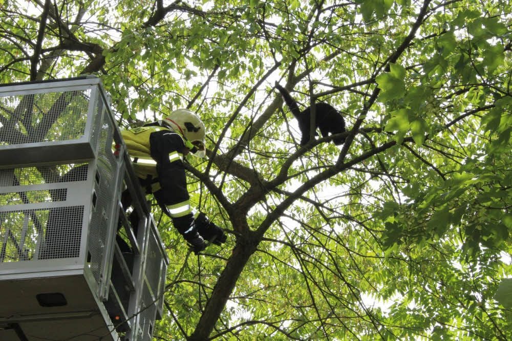 Als die Feuerwehrleute schon recht nah bei der Katze sind, klettert sie noch weiter nach oben.