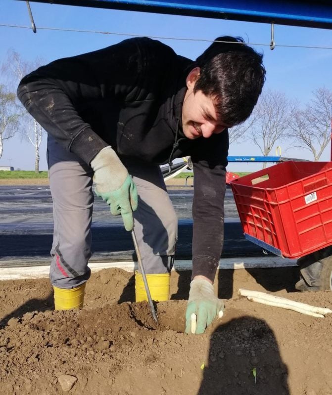 Arnold Schunke bei seinem Einsatz als Spargelstecher in Langeneichstädt.