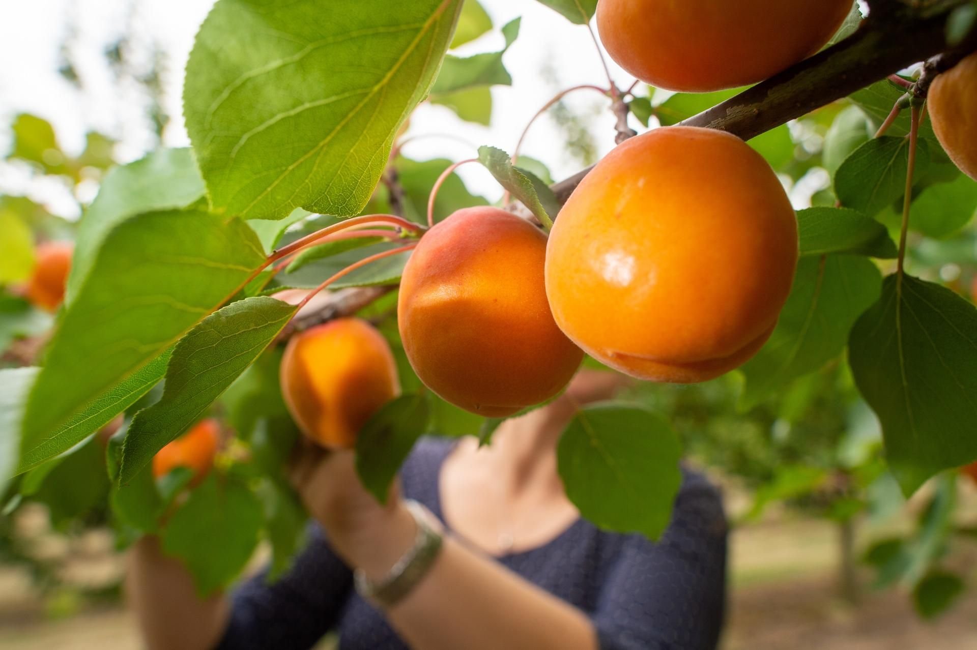 Wer nicht aufpasst, kann beim Pflücken von Obst eine Straftat begehen.