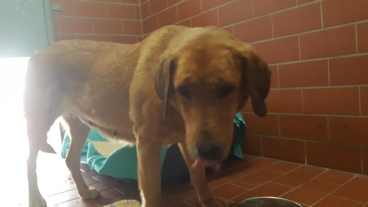 Wer kann Hinweise zu den herrenlosen Hunden geben?