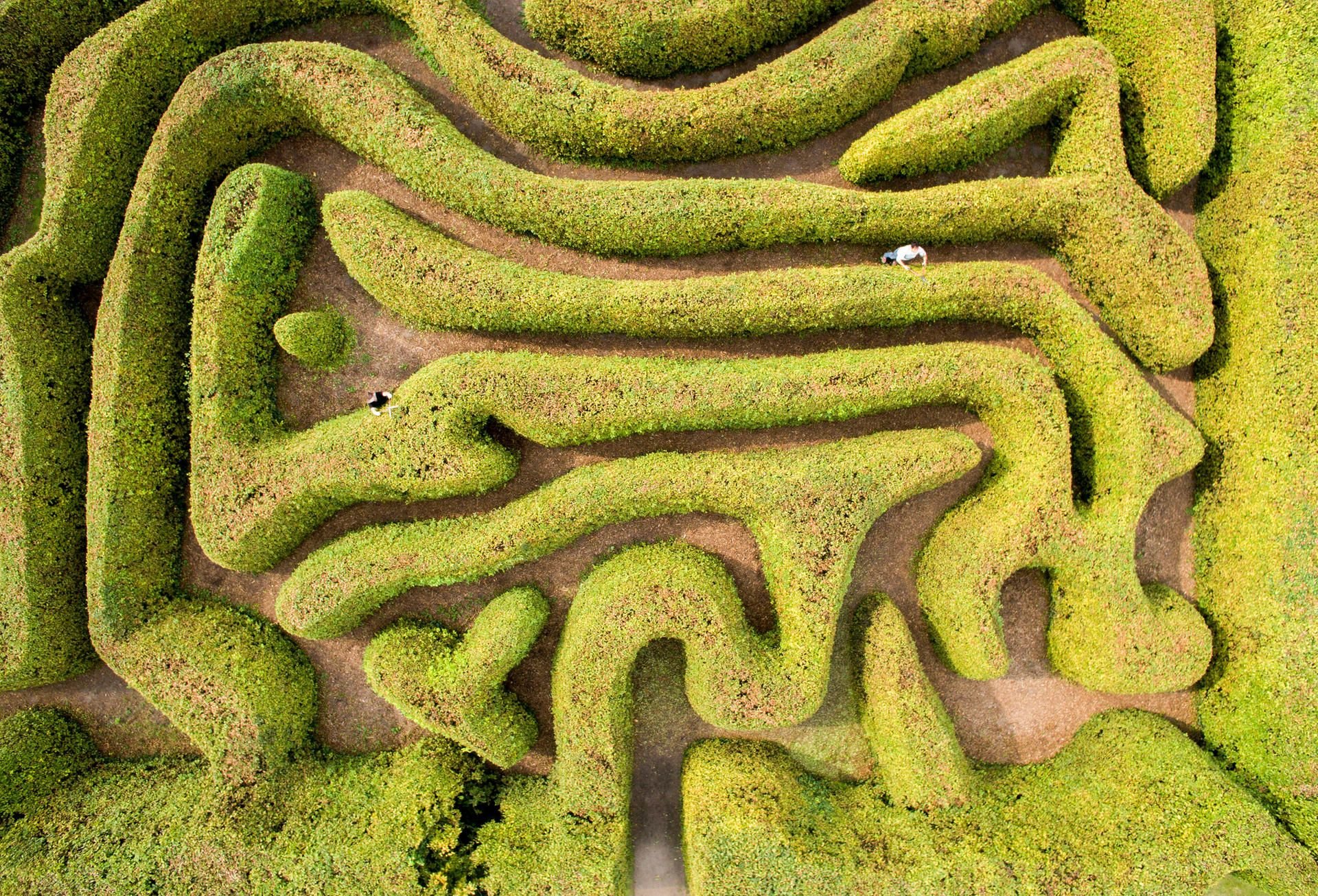 Luftaufnahme: Gärtner schneiden die Hecken im Irrgarten von Schloss Mosigkau.