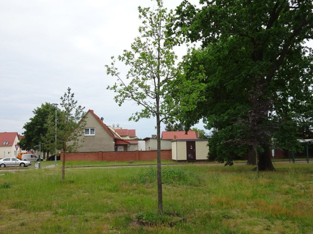 30 Jahre Einheit. Die Bäumchen stehen schon mal.