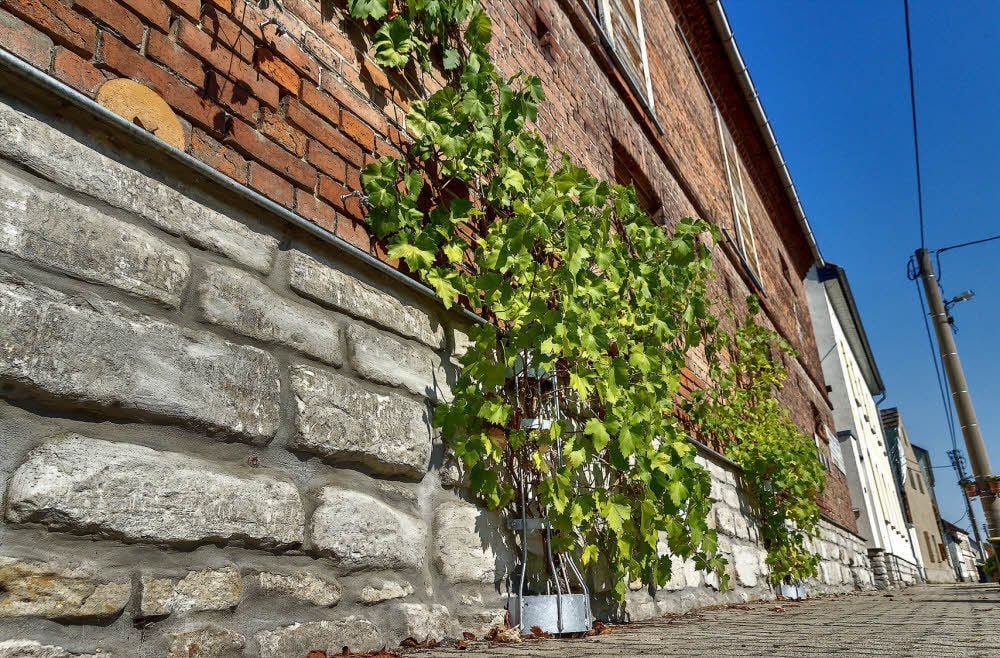 An einigen Hausfassaden in Röglitz wächst ebenfalls Wein.