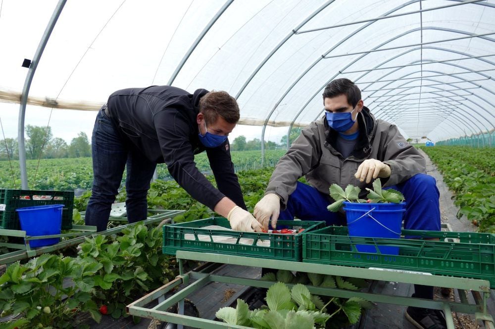 Der Produktionsleiter der Agrargenossenschaft Rackith, Tino Gast (links), erklärt Sepp Müller, wie die Erdbeeren richtig geerntet werden.