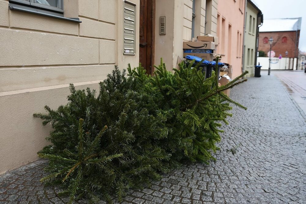 In diesen Tagen landen viele abgeschmückte Weihnachtsbäume vor der Tür.