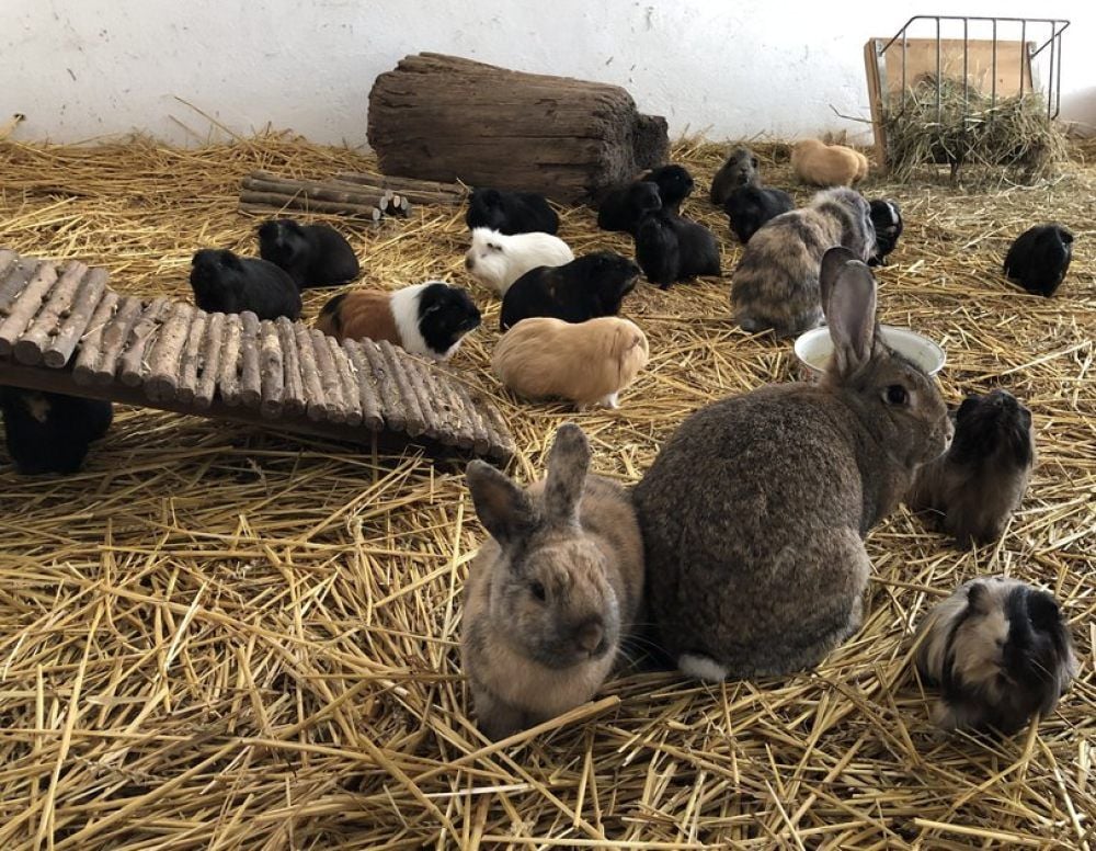 Rottleberode: Auf dem Gnadenhof haben unter anderem auch Meerschweinchen und Kaninchen ein Zuhause gefunden.