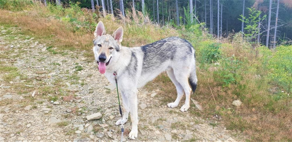 Der zehn Monate alte Rüde Yukon aus Ilsenburg wird vermisst.