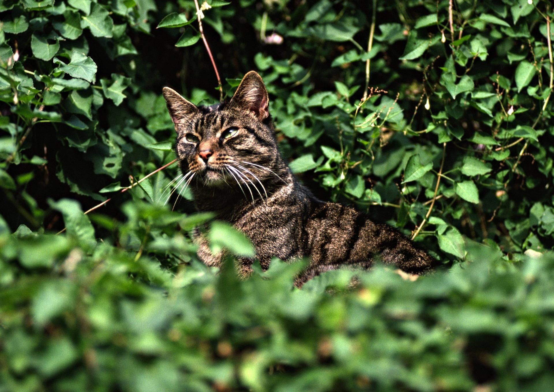Eine getigerte Hauskatze liegt im Gebüsch auf der Lauer.
