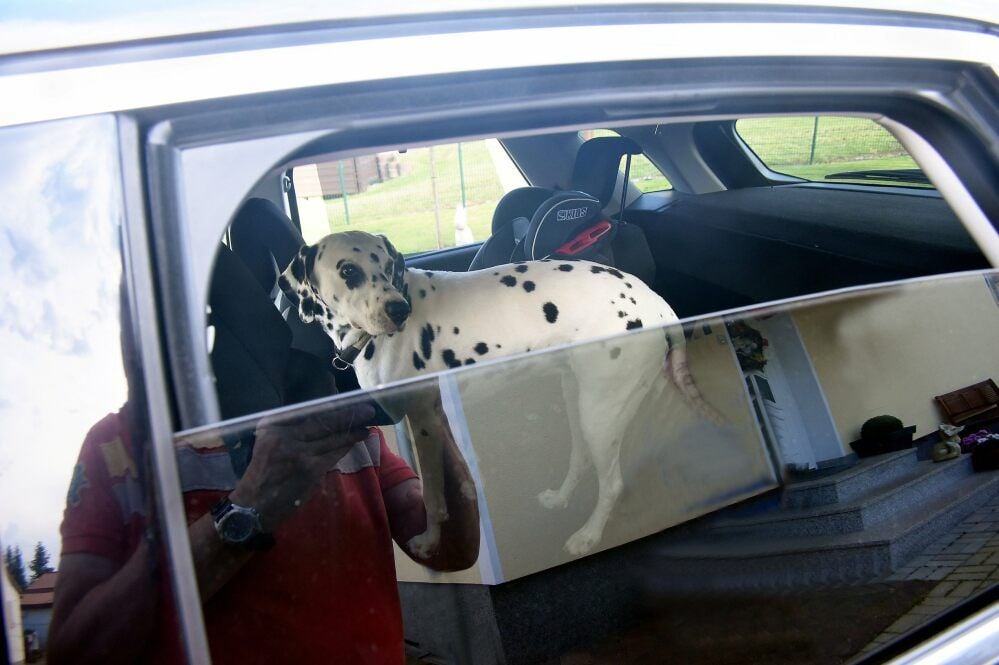 So, wie auf diesem gestellten Foto, sollte es nicht sein. Hunde gehören nicht in den „Backofen“, zu dem ein Auto sehr schnell wird.