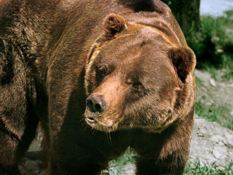 Grizzlys, die sich sehr langsam fortpflanzen, waren in den 1970er Jahren fast ausgerottet. Danach hatten sich die Bestände in Kontinentalamerika wieder auf rund 2000 Bären erholt. Foto: Wolfgang Thieme