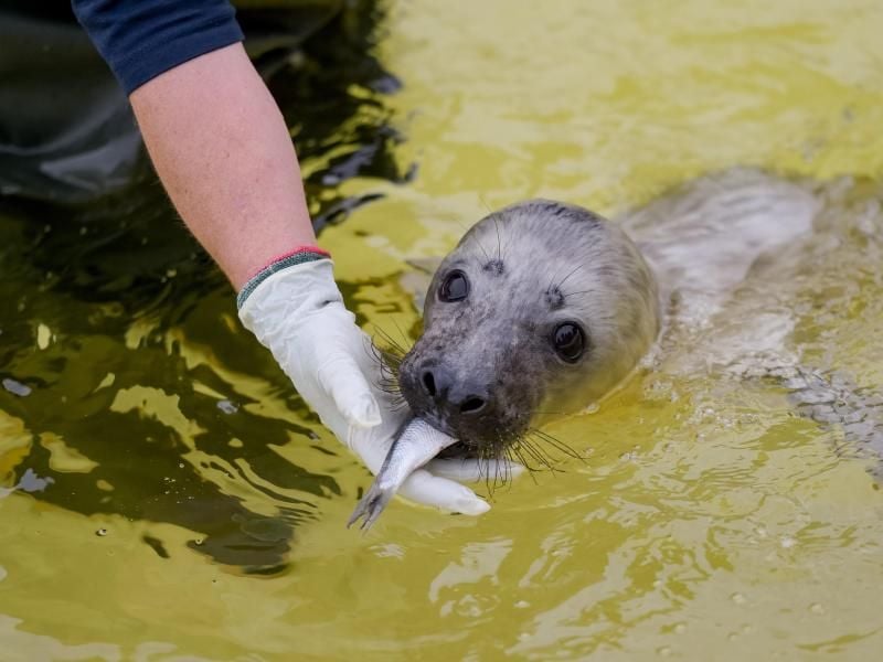 Ein vier Wochen alter Kegelrobbenheuler wird in der Seehundstation Friedrichskoog mit Fisch gefüttert. Foto: Axel Heimken/Archiv