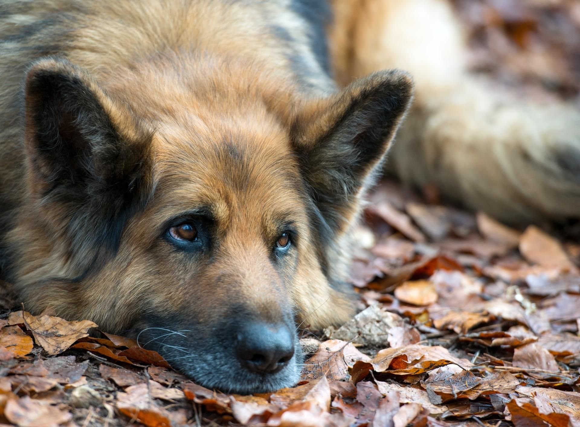 Das hört kein Herrchen gerne: Ein Hund ist so schädlich fürs Klima wie 3700 Kilometer Autofahren.