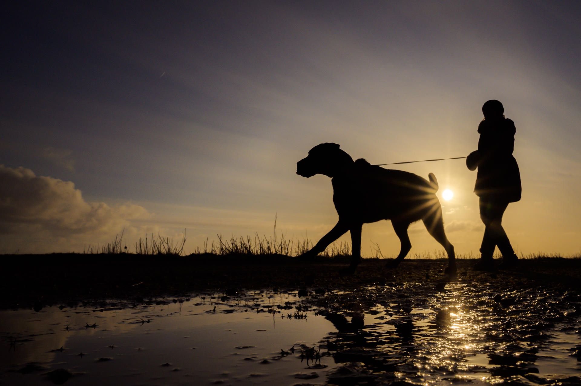 Eine Frau geht mit ihrem Hund Gassi. In Kanada leinte eine Frau ihren Mann an, um so die Corona-Ausgangssperre zu umgehen. (Symbolbild)