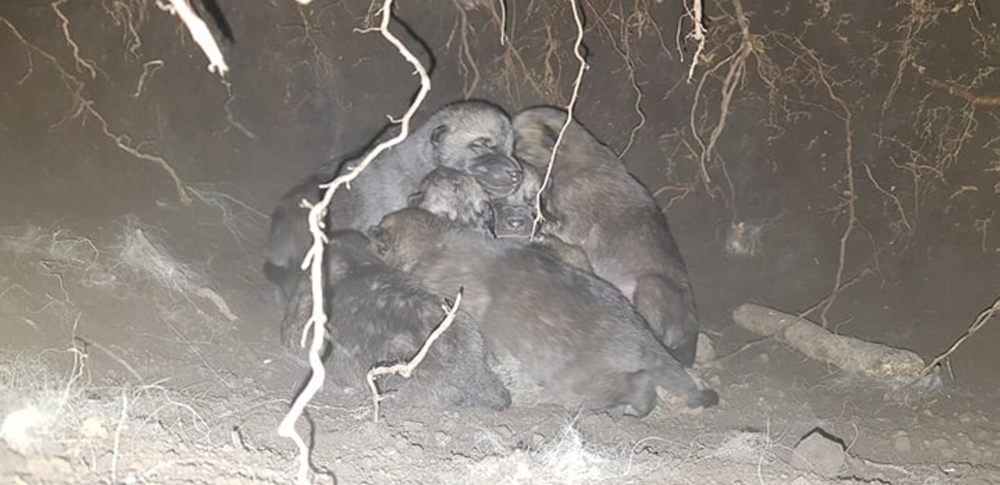 Die sieben Wölflein in ihrer Höhle