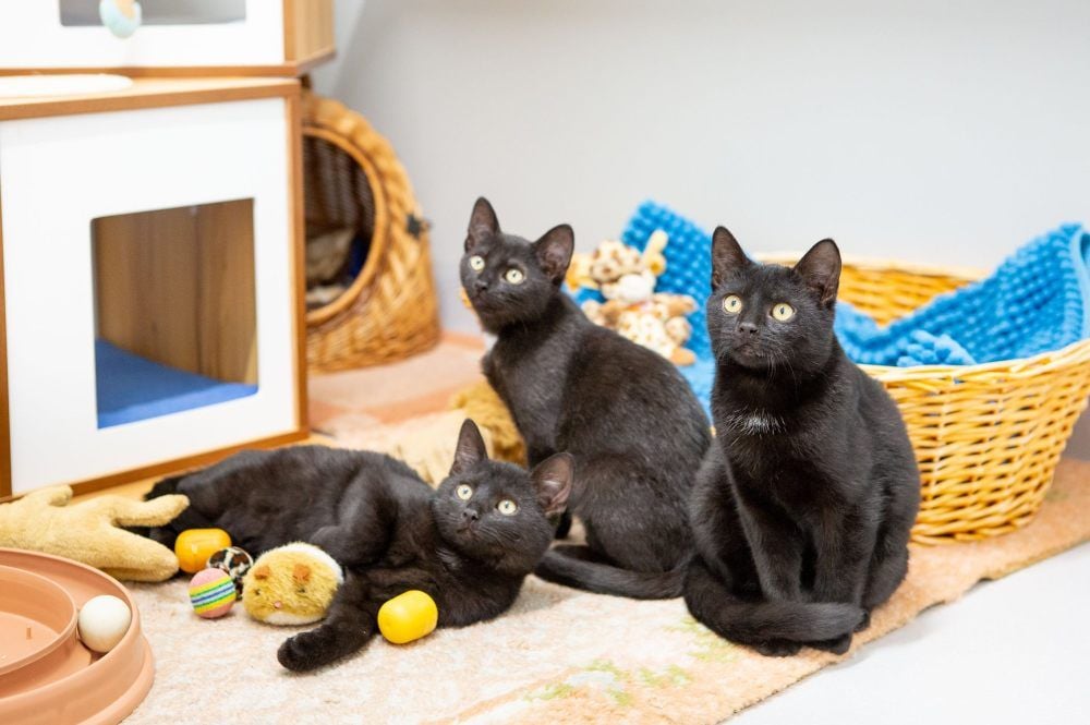 Immer wieder landen ganze Katzenfamilien im Zeitzer Tierheim, wo sie auf Vermittlung hoffen. Meist werden die Tiere irgendwo gefunden.