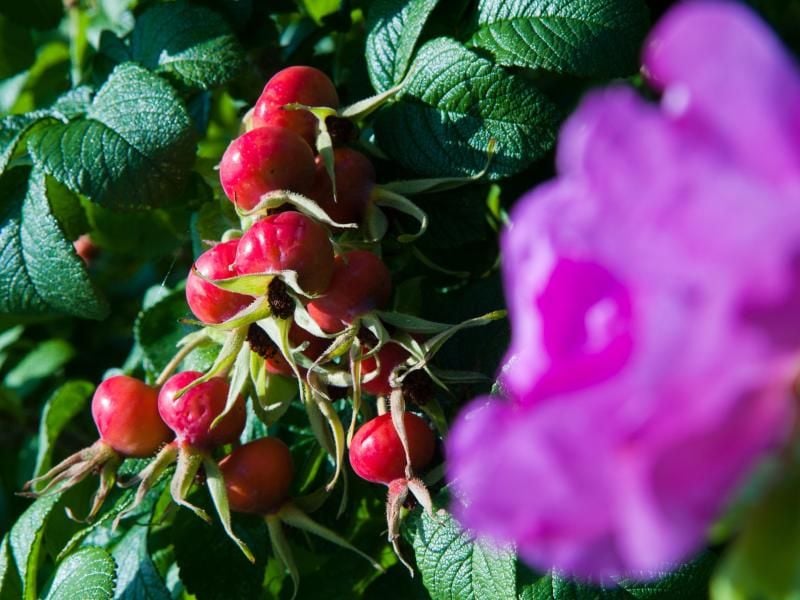 Die Kartoffelrose ist vielseitig: Sie blüht schön und bildet hübsche rote Hagebutten. Foto: Andrea Warnecke